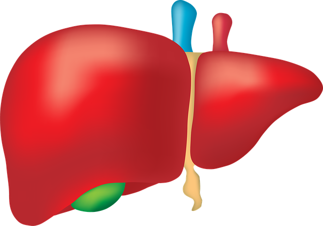 肝脏 器官 - 上的免费图片