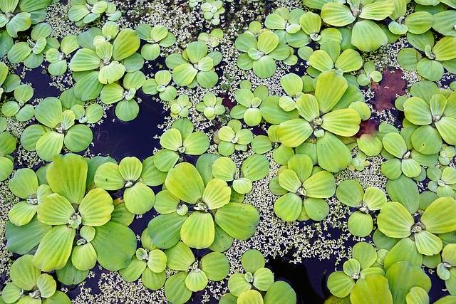 水 植物 池塘 - 上的免费照片