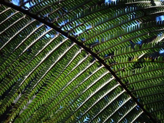 蕨类 丛林 雨林 - 上的免费照片