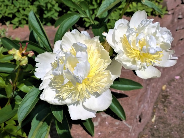 花朵 牡丹 花园 - 上的免费照片