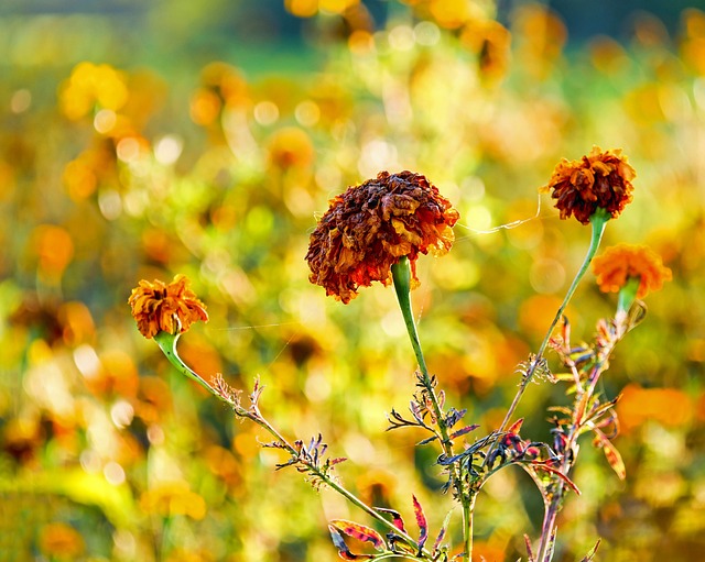 万寿菊 学生花 花 - 上的免费照片