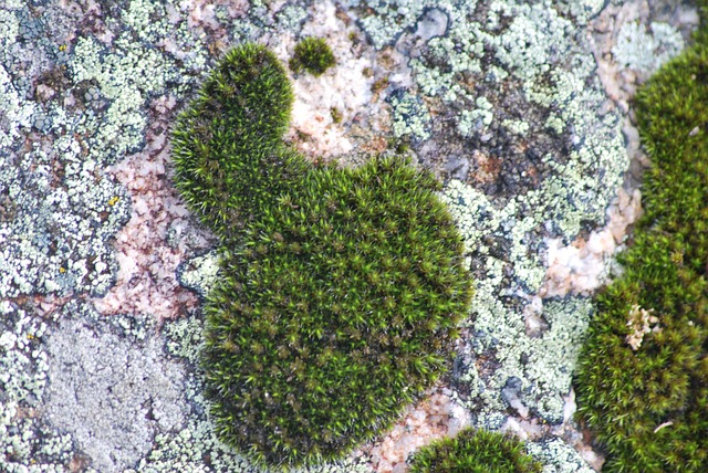 苔藓 潮湿 绿色 - 上的免费照片