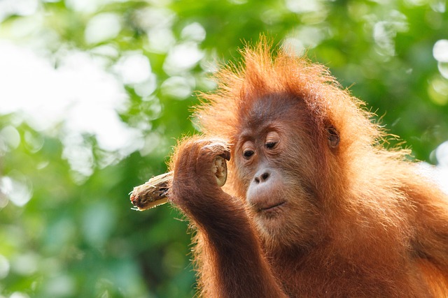 猩猩 婴儿 猿 Orang - 上的免费照片
