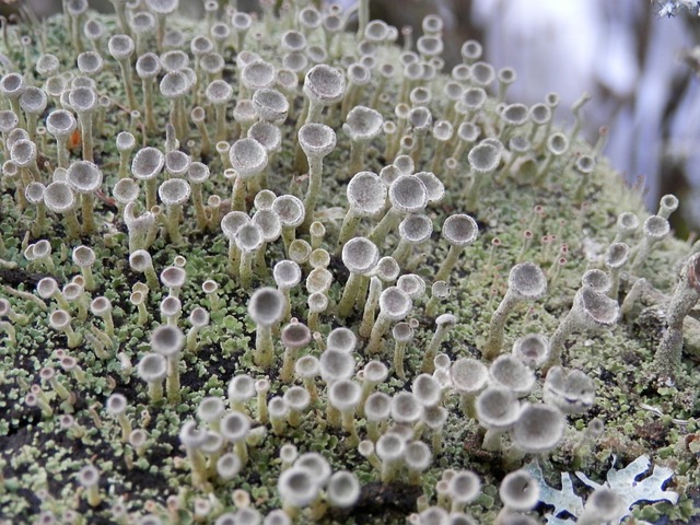 Cladonia 地衣 - 上的免费照片