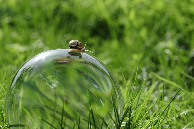 蜗牛 玻璃球 自然 - 上的免费照片