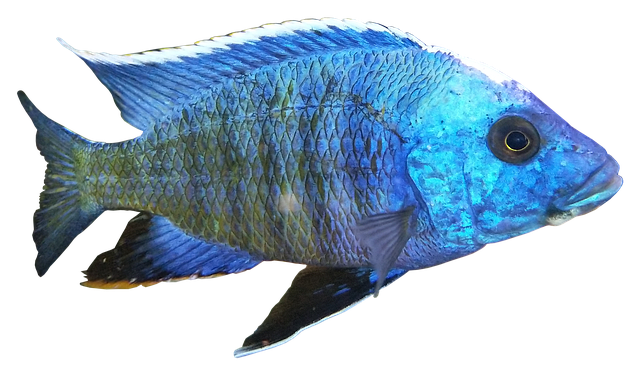 栖息 Cichlid Copadichromis - 上的免费照片