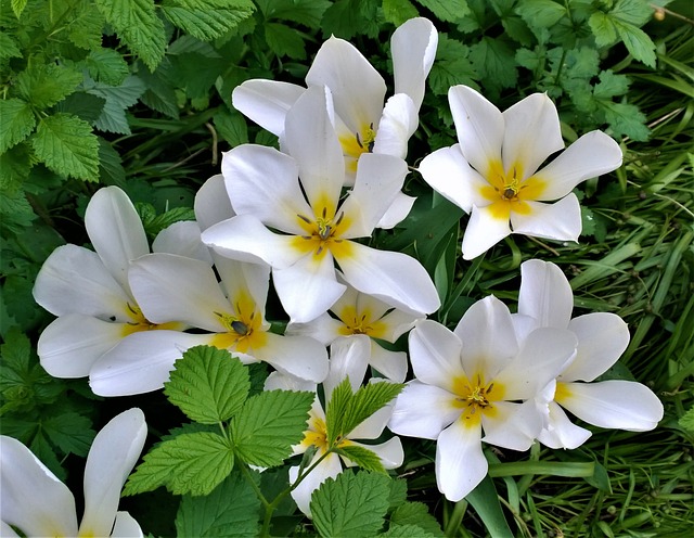 郁金香 花朵 花园 - 上的免费照片