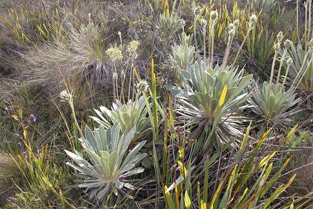 Frailejón 泊 哥伦比亚 - 上的免费照片