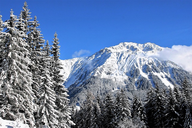 天空 蓝色 白雪皑皑的树木 - 上的免费照片
