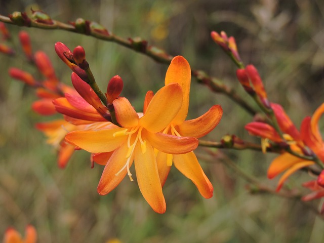 花 帕拉莫 泊 - 上的免费照片