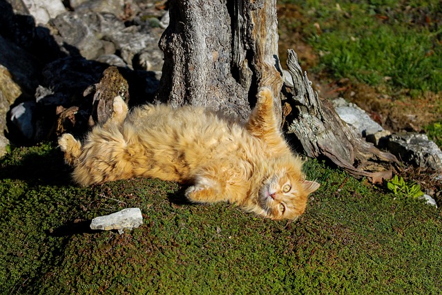 猫 红男 懒猫 - 上的免费照片