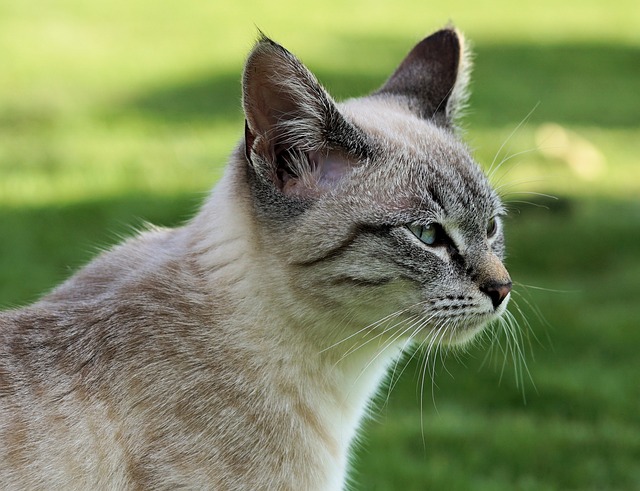 猫 家猫 小猫 - 上的免费照片