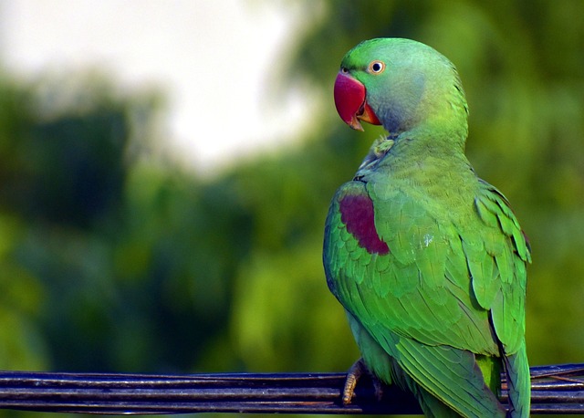鹦鹉 鸟 绿色 - 上的免费照片