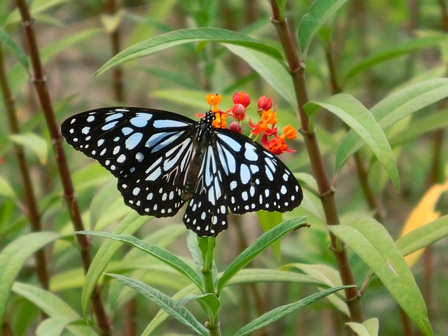 蝴蝶 採蜜 美麗 - 上的免费照片