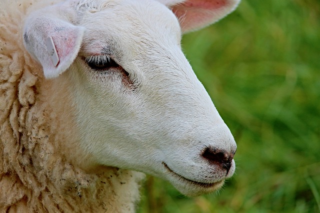 羊 肖像 羊头 - 上的免费照片