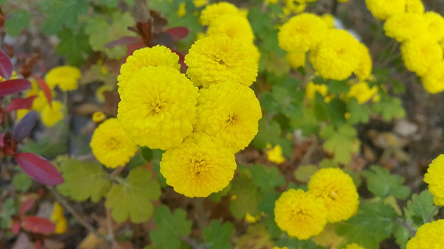 小菊花 秋菊花 - 上的免费照片