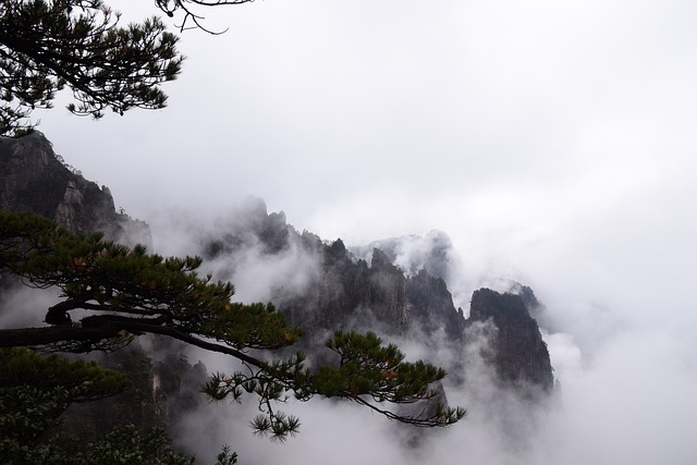 黄山 松树 中国画 - 上的免费照片