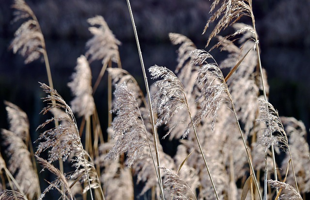 Reed叶 干燥 冬天 - 上的免费照片