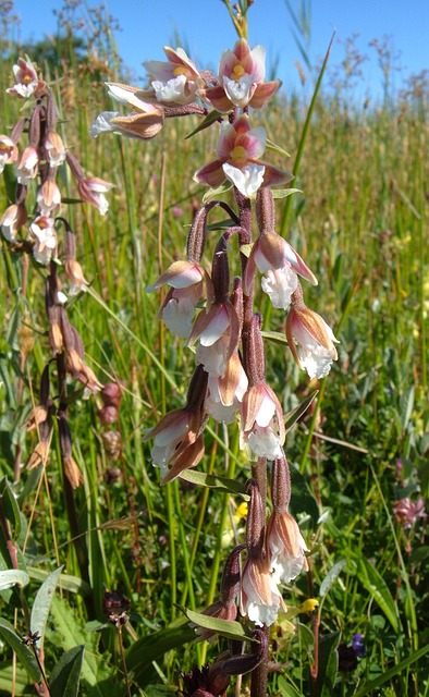 兰花 沼泽Helleborine - 上的免费照片