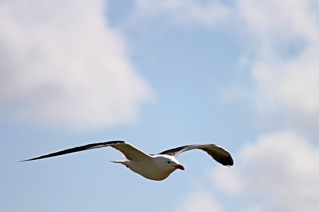 海鸥 鸥 飞行 - 上的免费照片