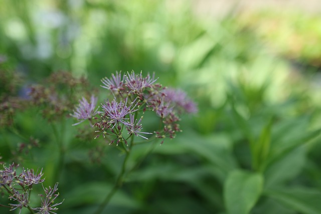 Thalictrum 草地上街 哥伦比亚 - 上的免费照片