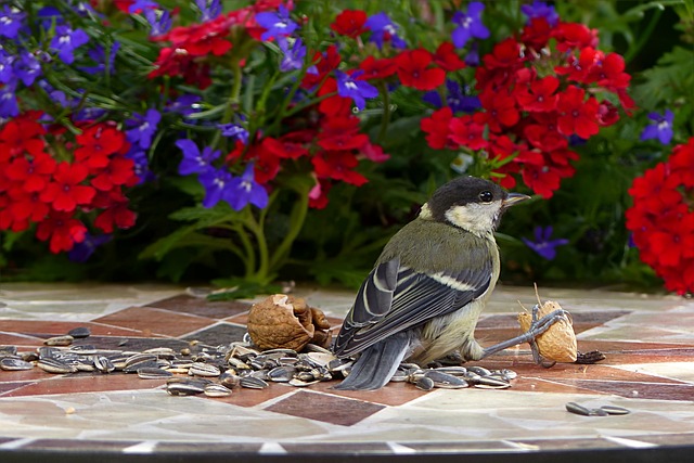 动物 鸟 山雀 - 上的免费照片