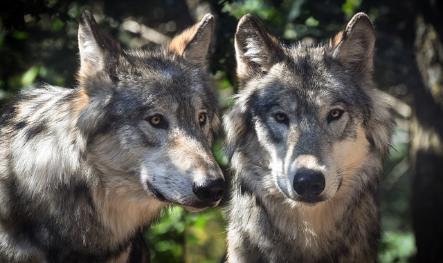 狼 二 动物 - 上的免费照片