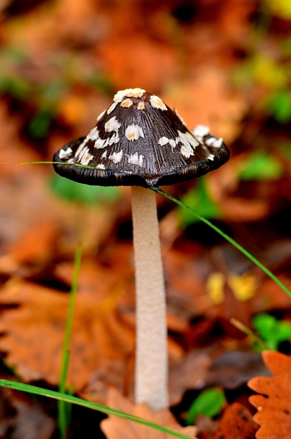 自然 蘑菇 色雷斯 - 上的免费照片