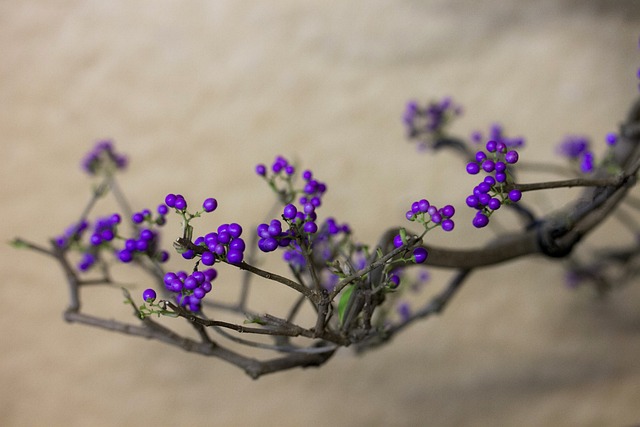 紫莓 作物 植物 - 上的免费照片