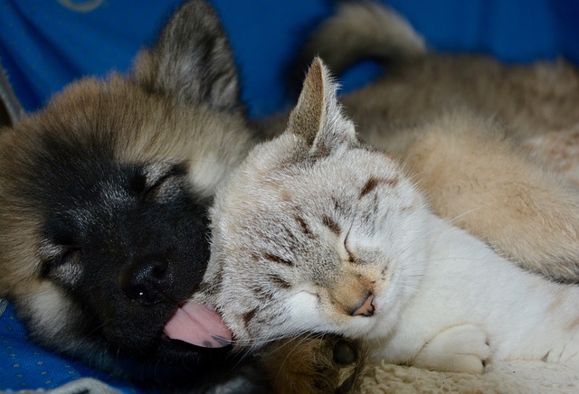 狗猫 小狗小猫 吻猫狗 - 上的免费照片