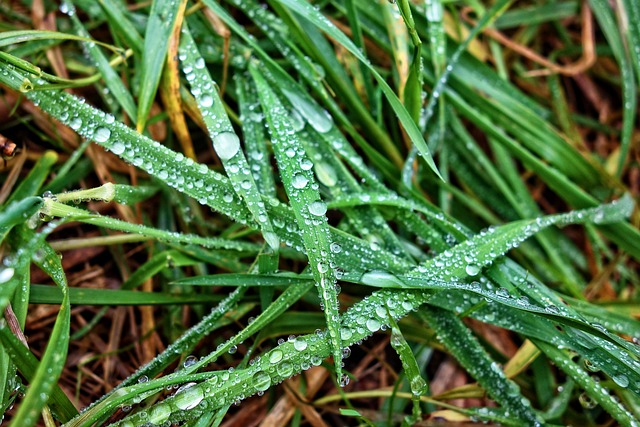 草 草叶 雨滴 - 上的免费照片