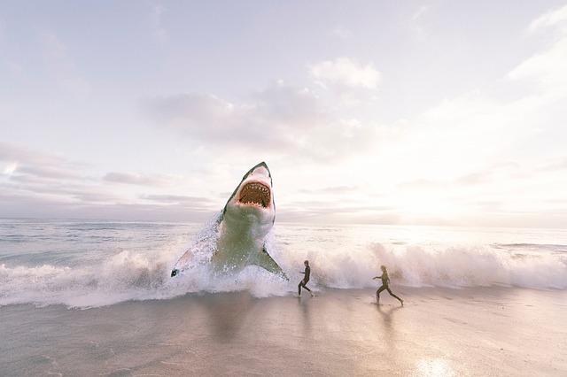 鲨鱼 海 海洋 - 上的免费照片