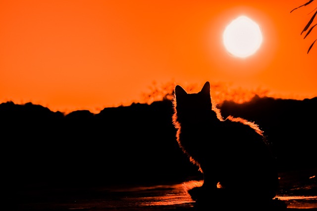日落 猫 阴影 - 上的免费照片