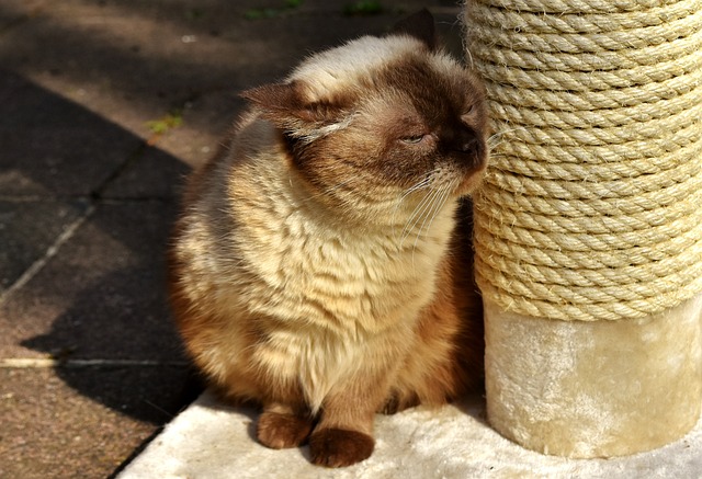 英国短毛猫 猫 刮树 - 上的免费照片