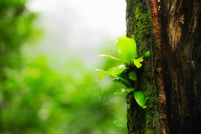 蕨 植物 綠色 - 上的免费照片