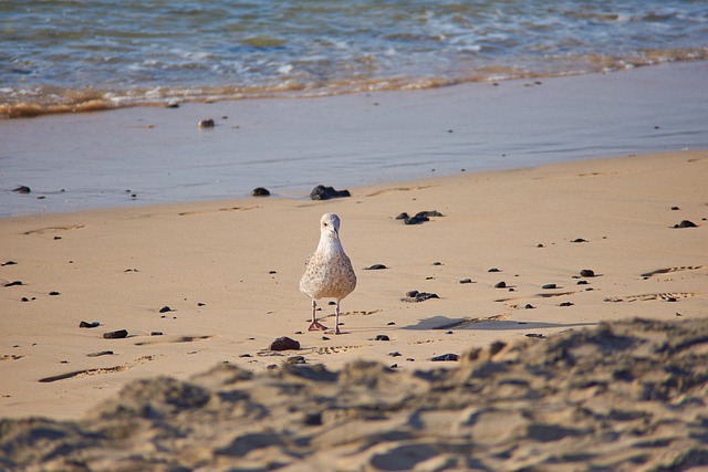 海 鸥 海滩 - 上的免费照片