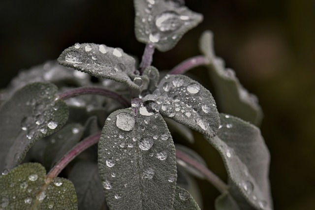 智者 植物 雨滴 - 上的免费照片