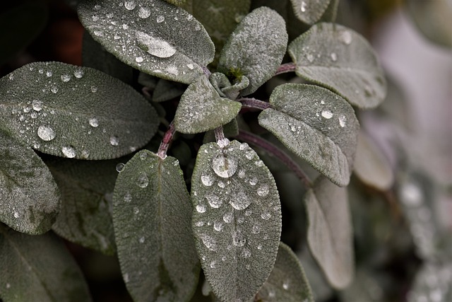 智者 植物 雨滴 - 上的免费照片