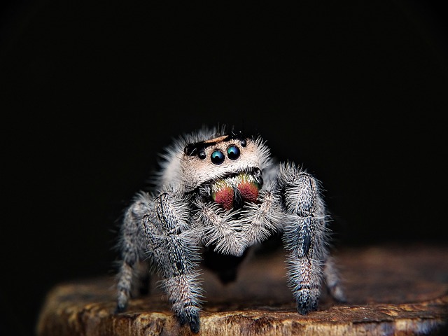 蜘蛛 跳跃 网络 - 上的免费照片