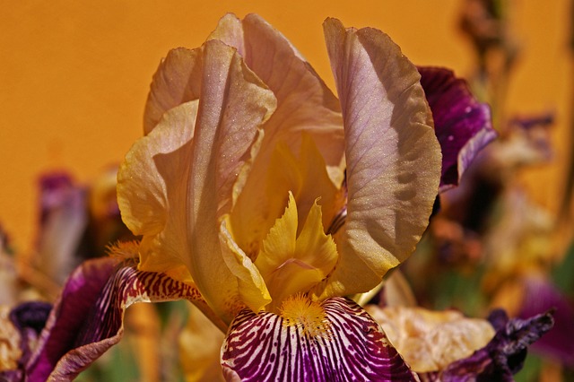 虹膜 百合 花 - 上的免费照片