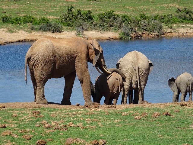 大象 野生动物 哺乳动物 - 上的免费照片