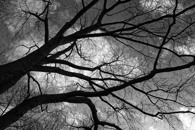 树 枝杈 冬天的树 - 上的免费照片