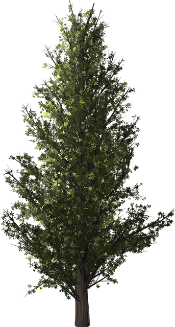 树 杨树 透明的 - 上的免费图片