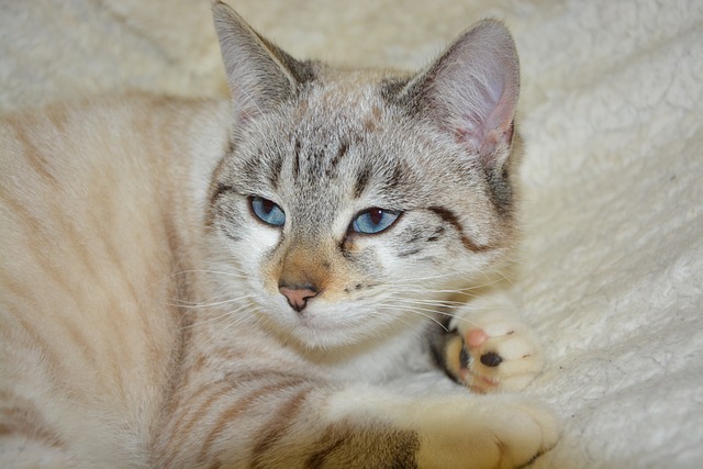 猫蓝色的眼睛 年轻的猫 猫 - 上的免费照片