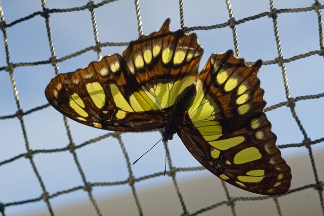 自然 蝴蝶 步履蹒跚 - 上的免费照片