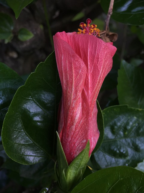 芙蓉花红 红色花瓣 花 - 上的免费照片