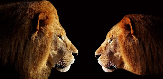 狮子 两个狮子 男性 - 上的免费照片