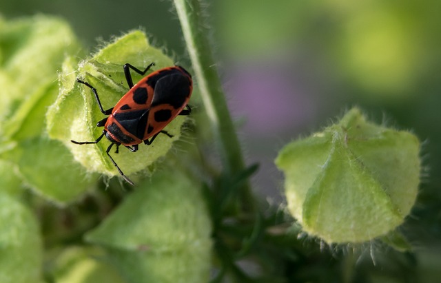 Bug 性质 相近 - 上的免费照片