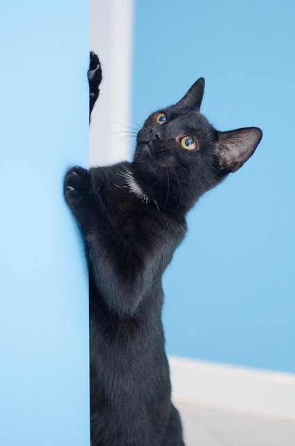 猫 黑猫 猫在看 - 上的免费照片