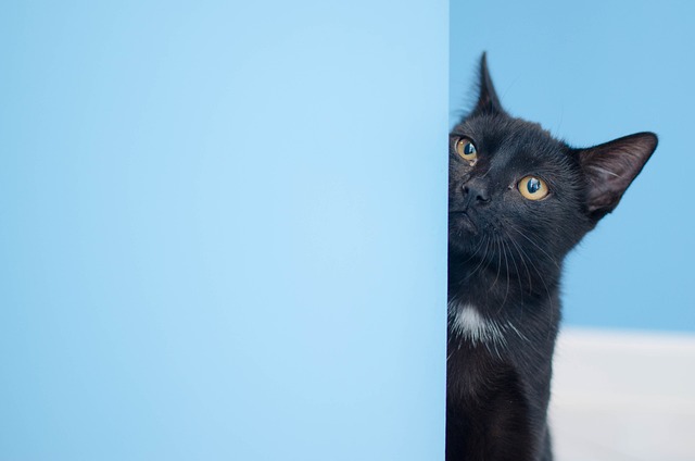 猫 黑猫 猫在看 - 上的免费照片